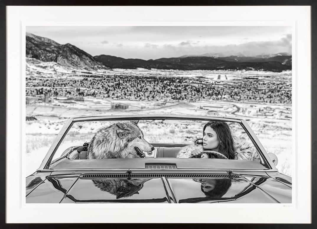 David Yarrow Black and White Photograph - "Indecent Proposal" Sexy Josie Canseco with a Wolf in a Vintage Car 