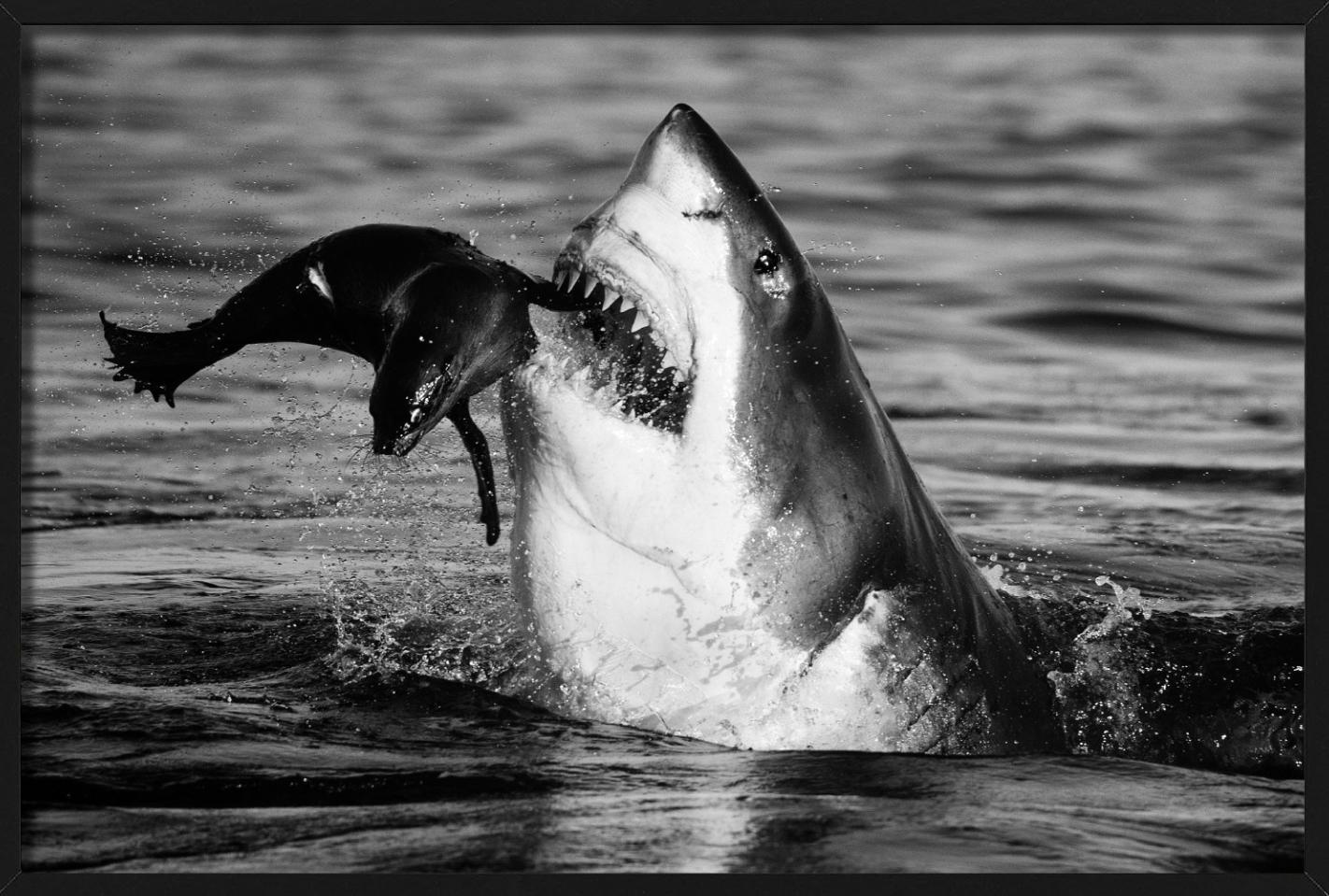 Ein Weißer Hai, der versucht, eine Robbe zu jagen, die hoffentlich dem Rachen des Hais entkommt, fotografiert von David Yarrow.

Alle Drucke sind in limitierter Auflage erhältlich. Erhältlich in mehreren Größen. Hochwertige Einrahmung auf