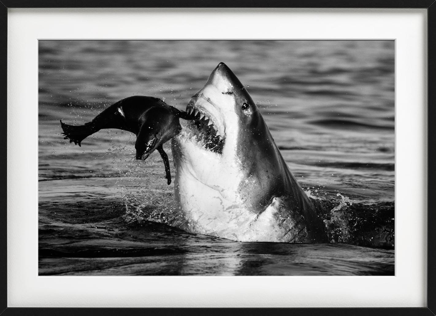 Jaws, Kunstfotografie im Angebot 1