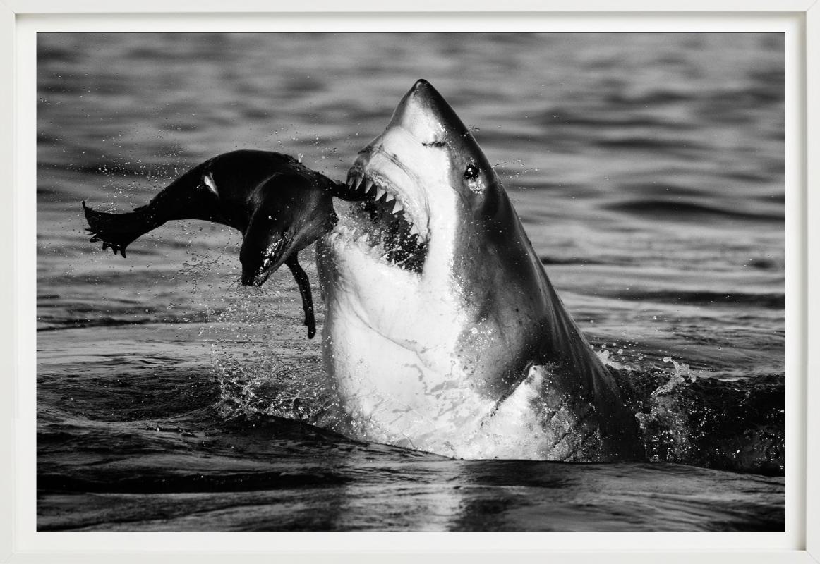 Jaws, Kunstfotografie im Angebot 2