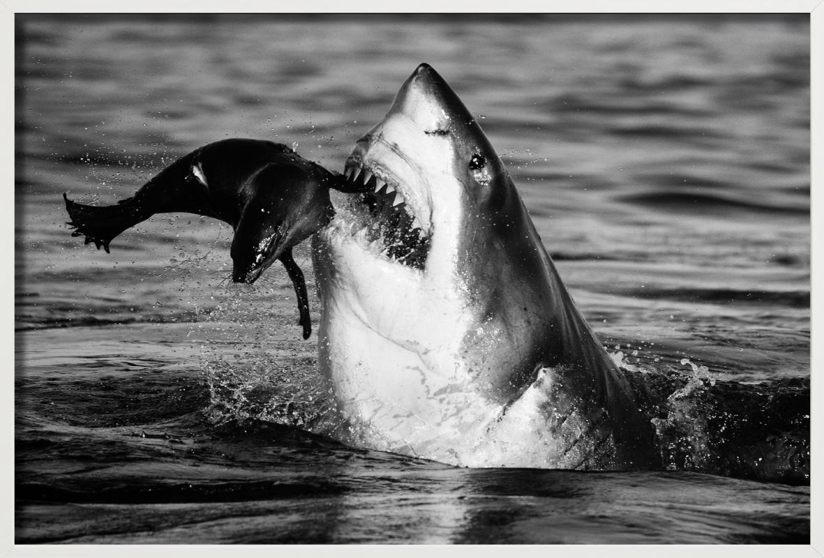 Jaws, Kunstfotografie im Angebot 3