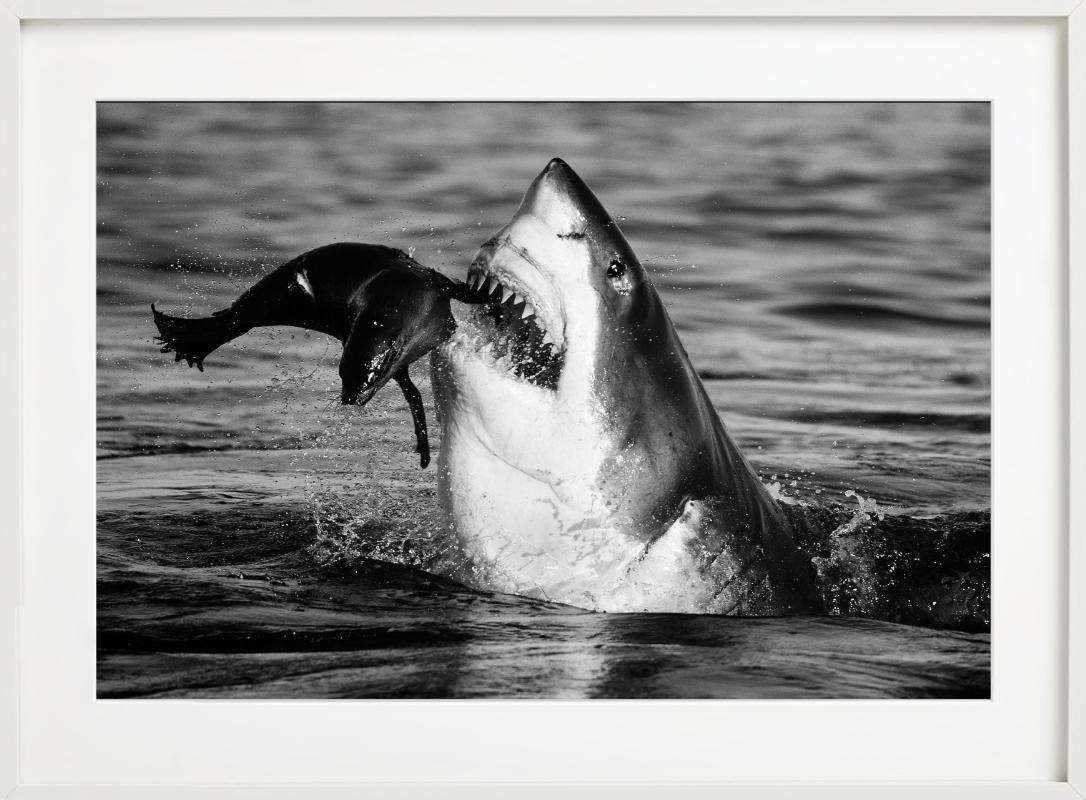 Jaws, Kunstfotografie im Angebot 4