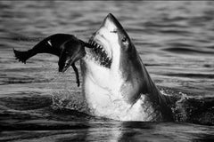 Jaws, Fine Art Photography