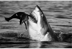 Jaws, South Africa by David Yarrow - Contemporary Wildlife Photography