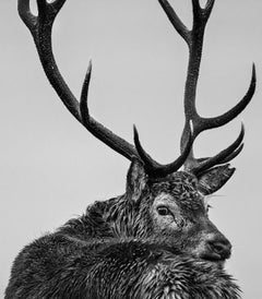 Jura by David Yarrow - Contemporary Wildlife Photography