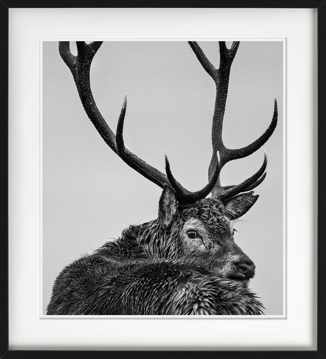 Jura – Porträt eines Hirsches mit Geweih, Kunstfotografie – Photograph von David Yarrow