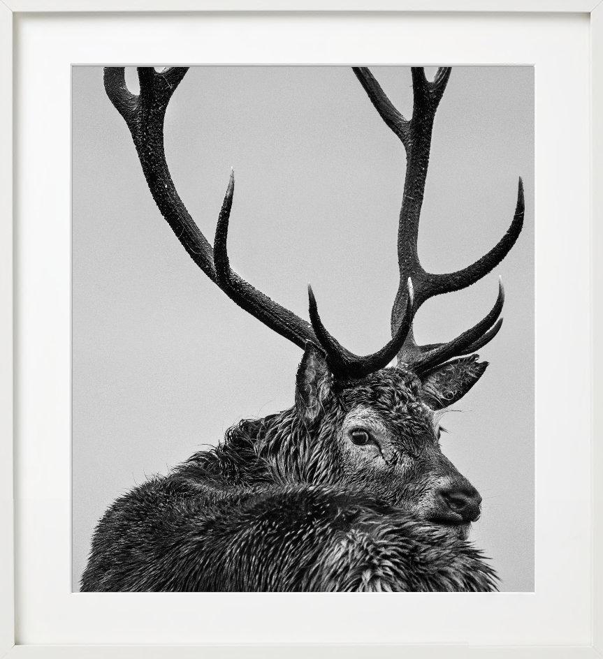 Jura – Porträt eines Hirsches mit Geweih, Kunstfotografie (Zeitgenössisch), Photograph, von David Yarrow