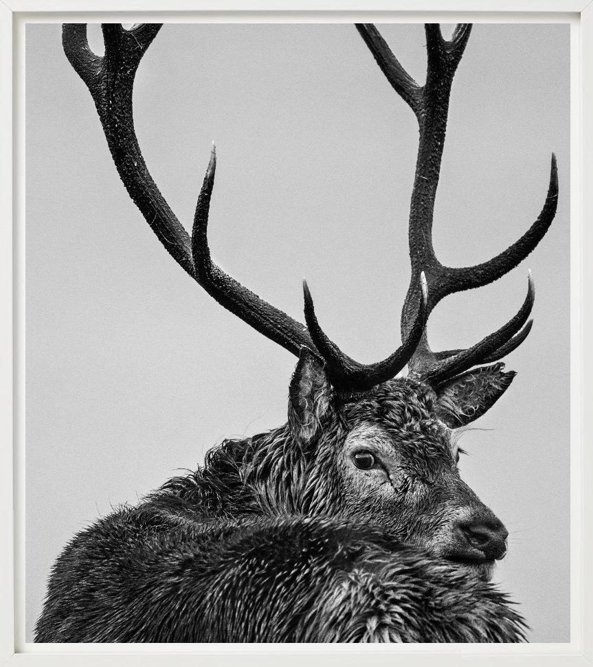 Nahaufnahme eines männlichen Hirsches mit Geweih, fotografiert von David Yarrow.

Alle Drucke sind in limitierter Auflage erhältlich. Erhältlich in mehreren Größen. Hochwertige Einrahmung auf Anfrage.

Alle Drucke werden von der Künstlerin oder dem