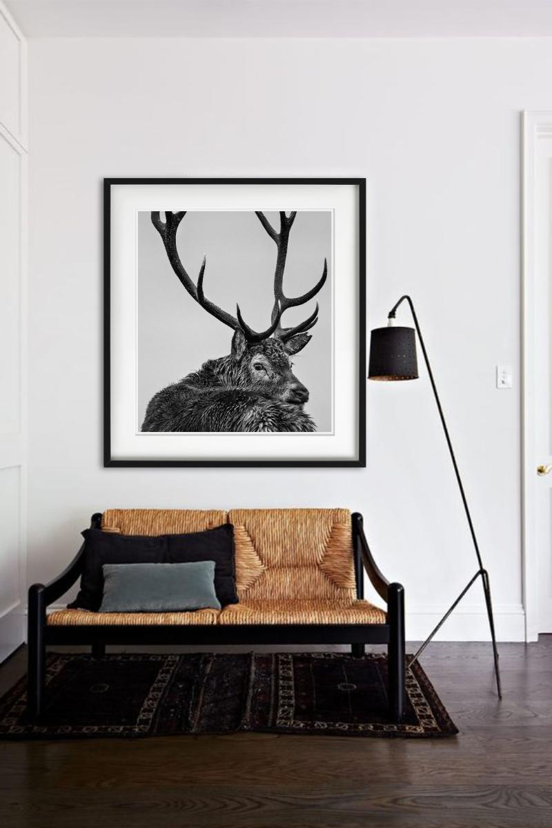 Jura – Porträt eines Hirsches mit Geweih, Kunstfotografie im Angebot 2