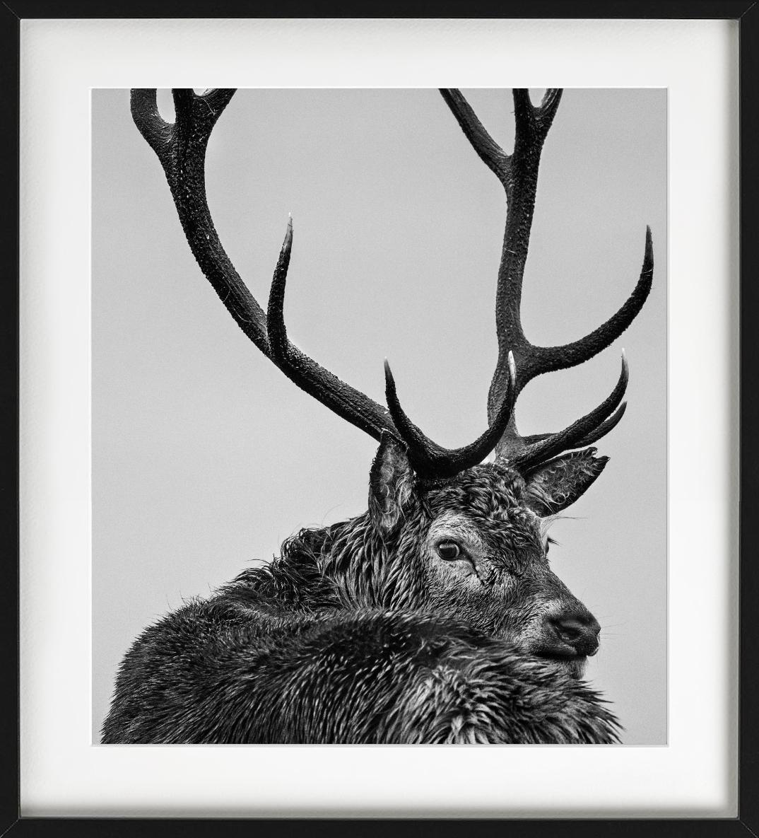 Jura – Porträt eines Hirsches mit Geweih, Kunstfotografie im Angebot 3