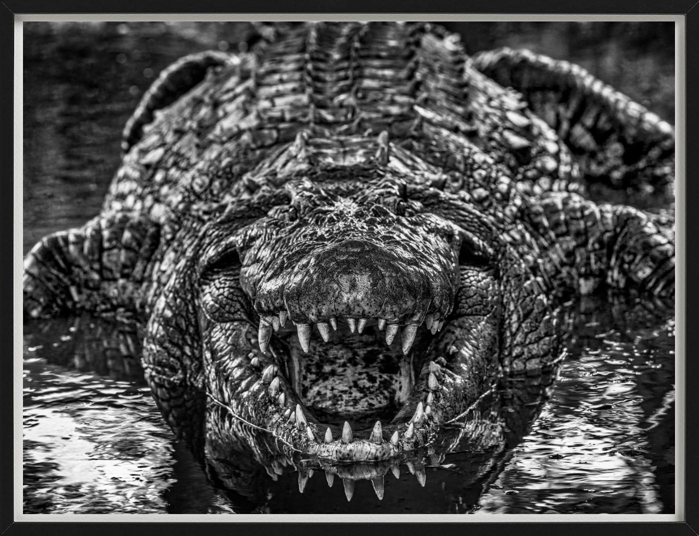 Schwarz-Weiß-Porträt eines wilden Krokodils in Nahaufnahme, fotografiert von David Yarrow im Jahr 2024.

Alle Drucke sind in limitierter Auflage erhältlich. Erhältlich in mehreren Größen. Hochwertige Einrahmung auf Anfrage.

Alle Drucke werden von