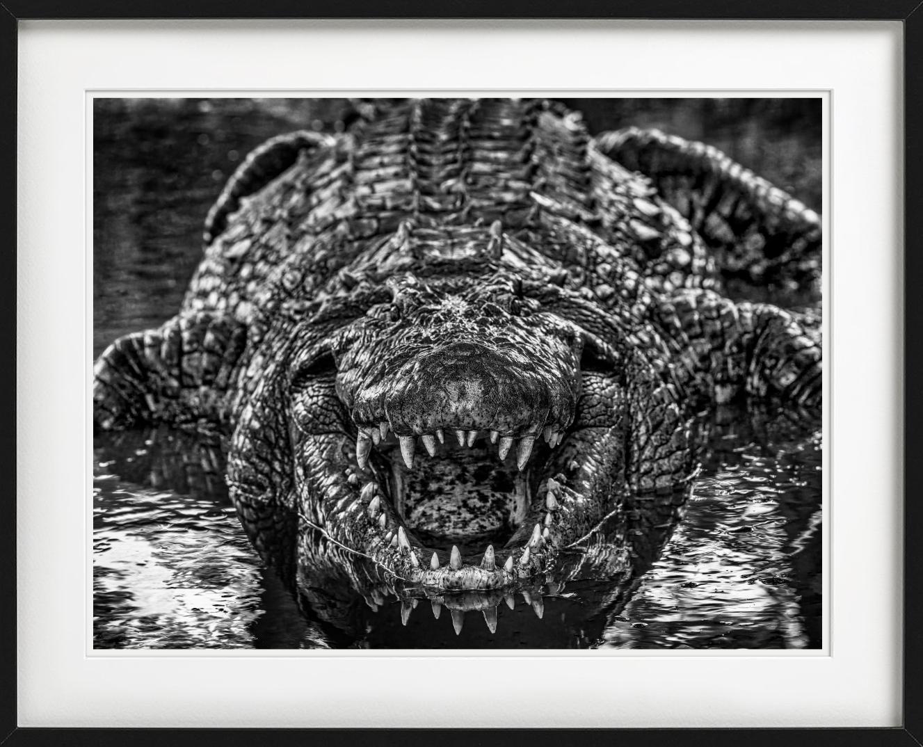 Jurassic Park – Nahaufnahme eines Krokodils, Kunstfotografie, 2024 im Angebot 1