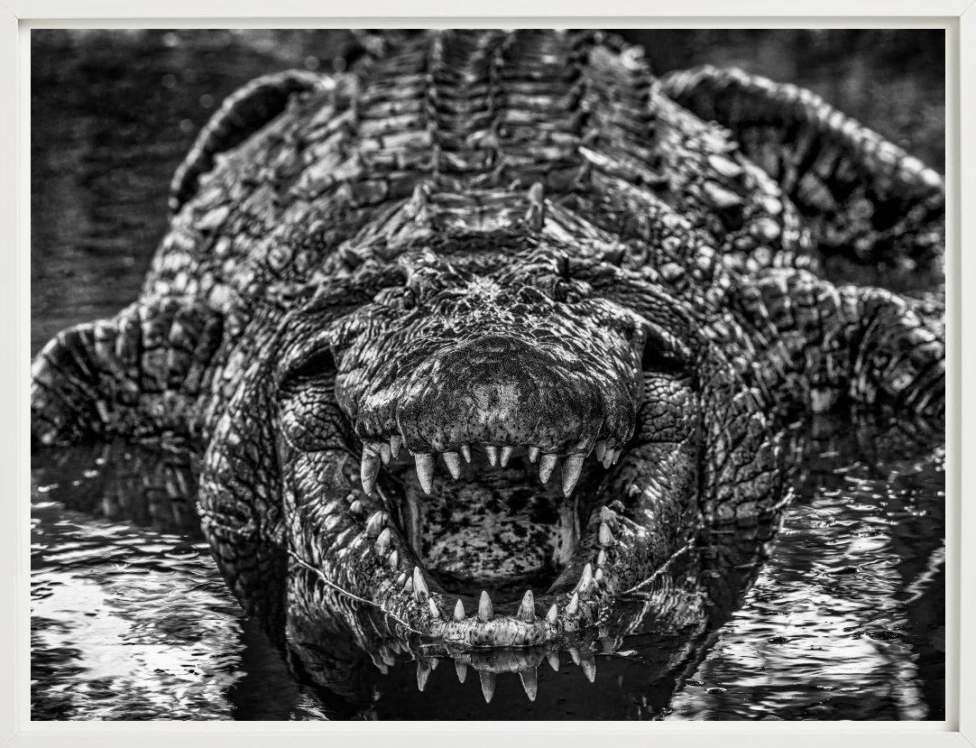 Jurassic Park – Nahaufnahme eines Krokodils, Kunstfotografie, 2024 im Angebot 2