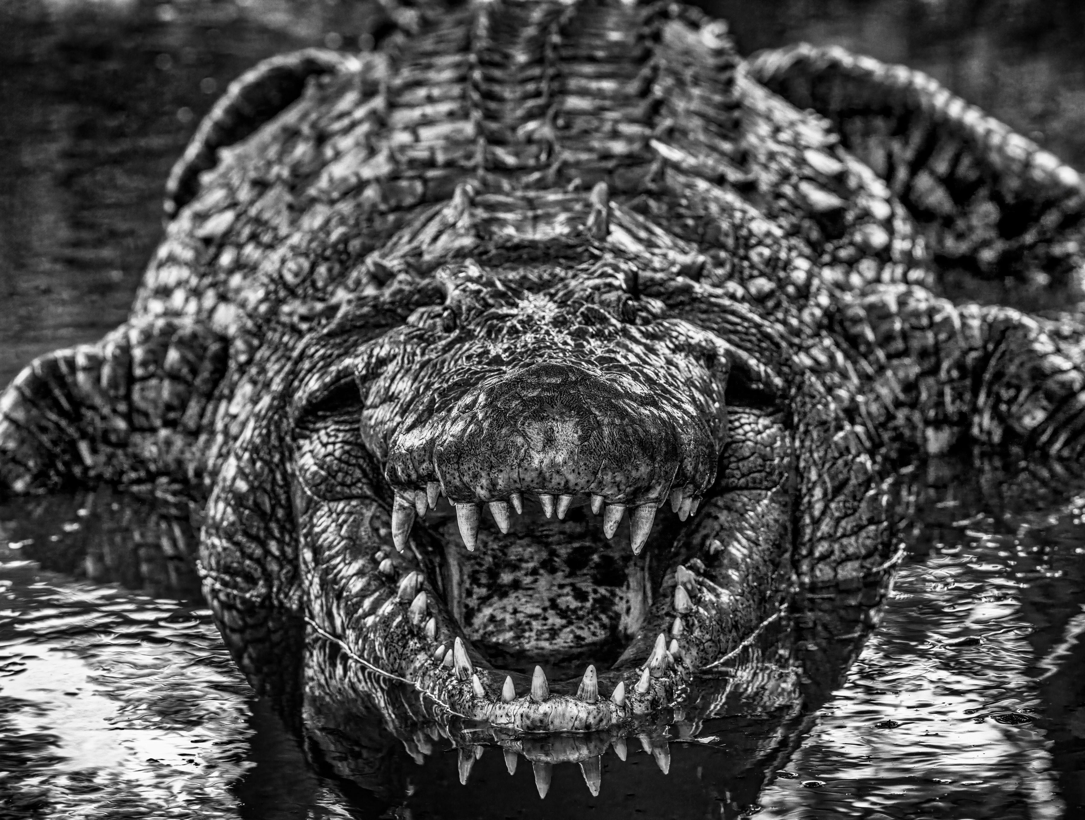David Yarrow Figurative Photograph – Jurassic Park – Nahaufnahme eines Krokodils, Kunstfotografie, 2024
