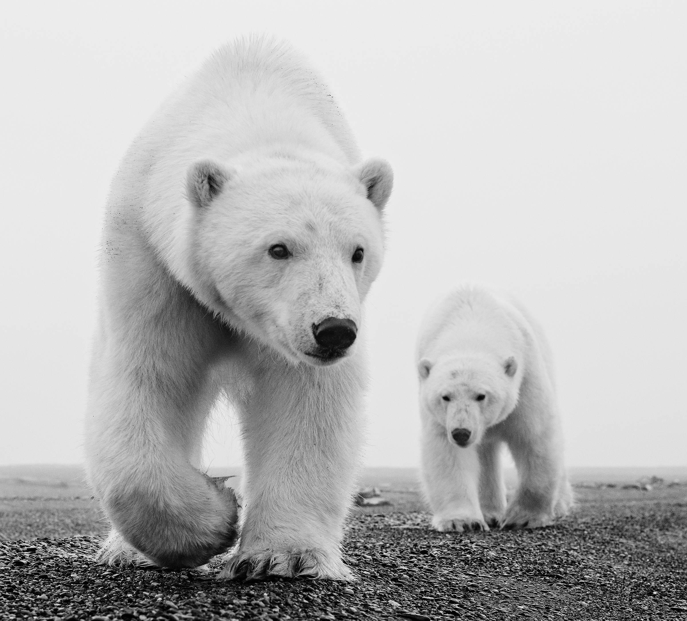 David Yarrow Black and White Photograph - Kaktovik