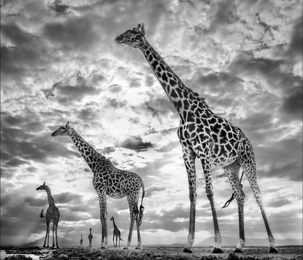 David Yarrow Black and White Photograph - Keeping Up With The Crouches