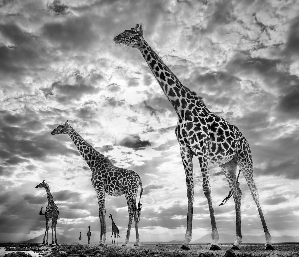 Keeping Up With The Crouch's, Black and White Animal Photography