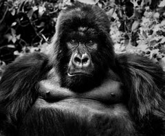 King Kong, Rwanda by David Yarrow - Contemporary Wildlife Photography