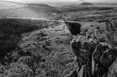 King of Kings, Animal Print, Black and White Photography