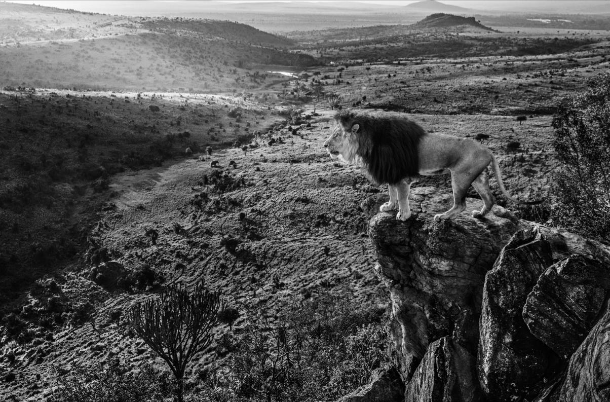 David Yarrow Black and White Photograph - King of Kings