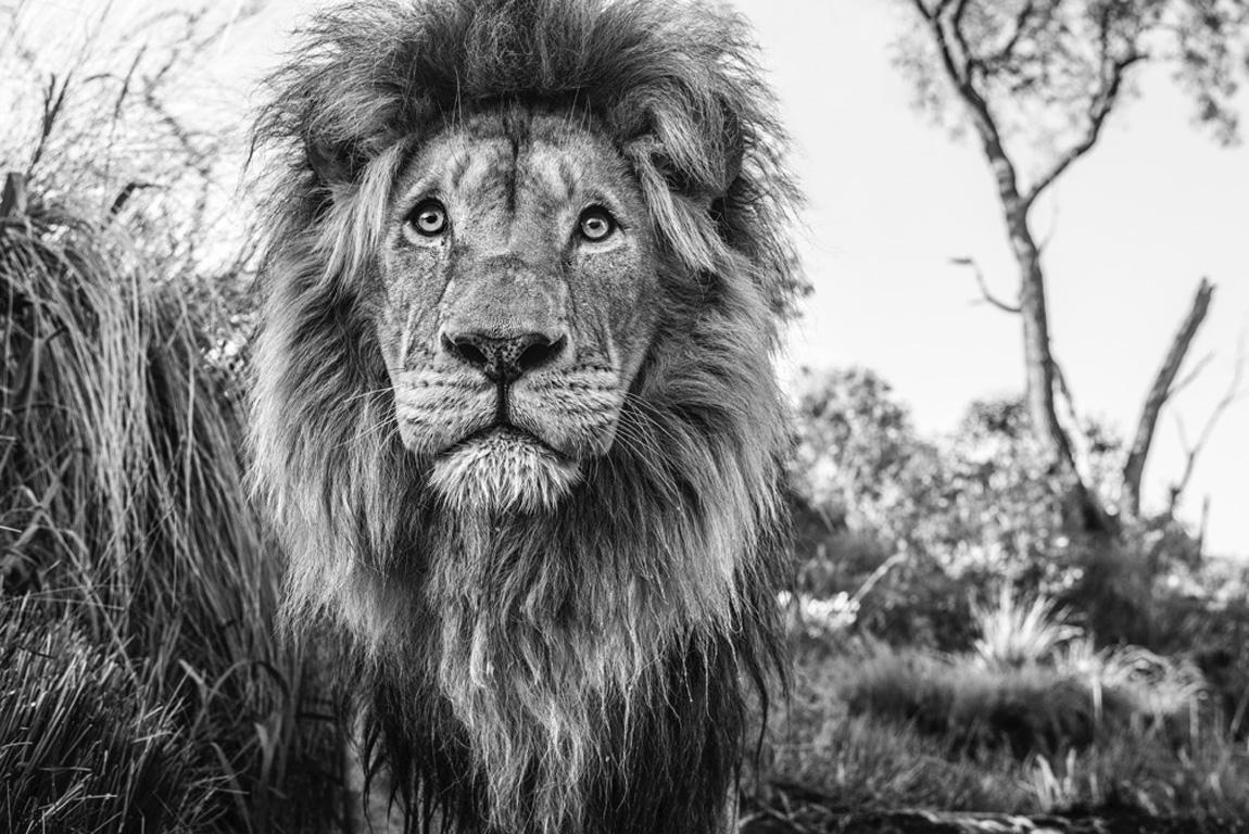 David Yarrow Black and White Photograph - Kingdom