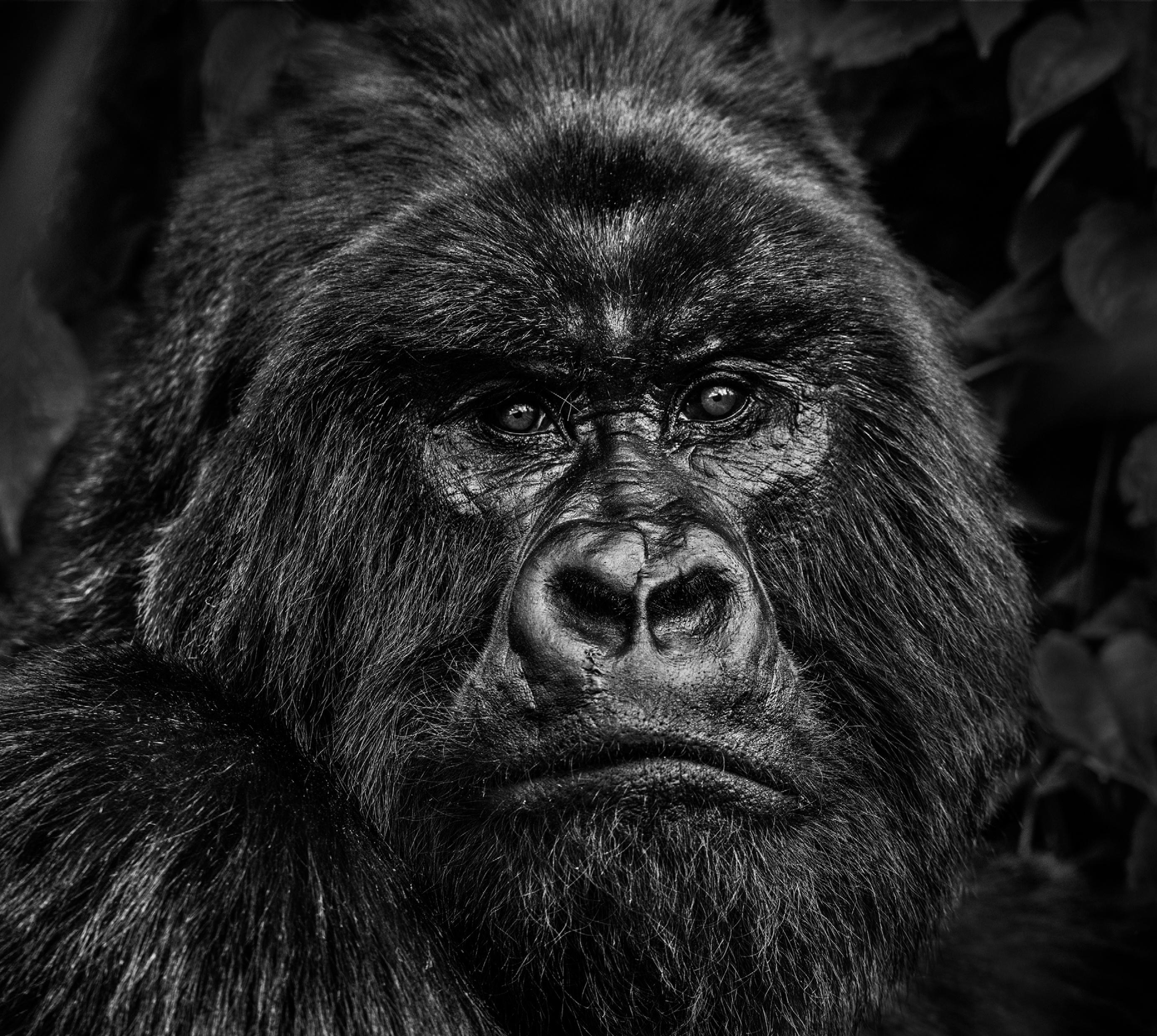 David Yarrow Black and White Photograph - Kong