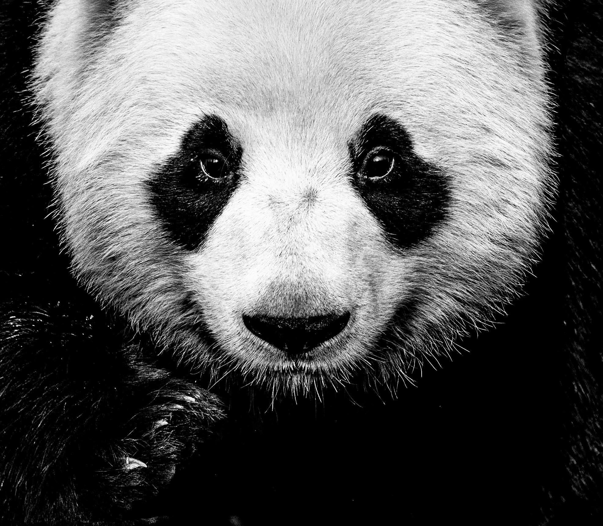 Kung Fu Panda
China - 2016

Archivalischer Pigmentdruck auf 315gsm Hahnemühle Photo Rag Baryta Papier 

Auflagenhöhe: 12

Verfügbare Größen:

Standard 
Bild Größe: 31" x 35"
Gerahmt Größe: 46" x 50"

Groß 
Bild Größe: 48" x 52"
Gerahmt Größe: 63" x