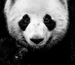 Kung Fu Panda, China von David Yarrow - Contemporary Wildlife Photography