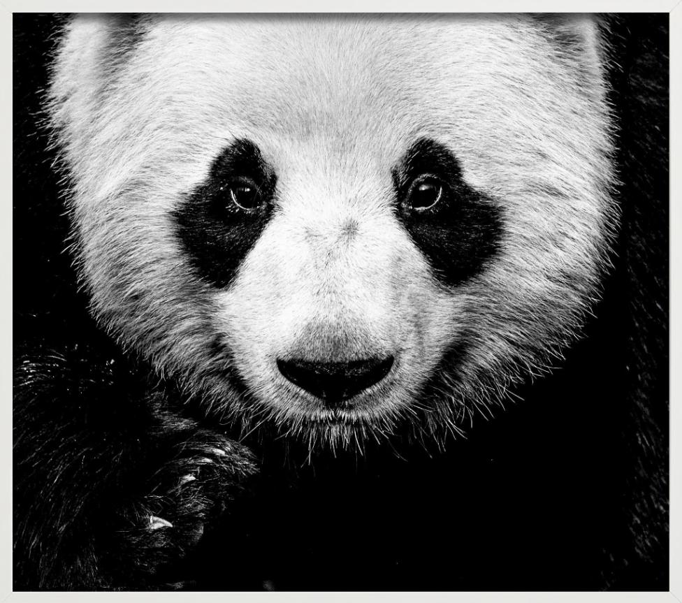Kung Fu Panda - Close Up Portrait of A Panda, Fine Art Photography For Sale 7