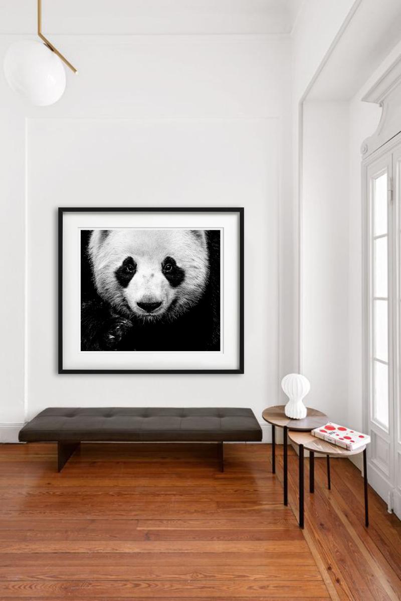 Kung Fu Panda - Close Up Portrait of A Panda, Fine Art Photography - Black Figurative Photograph by David Yarrow