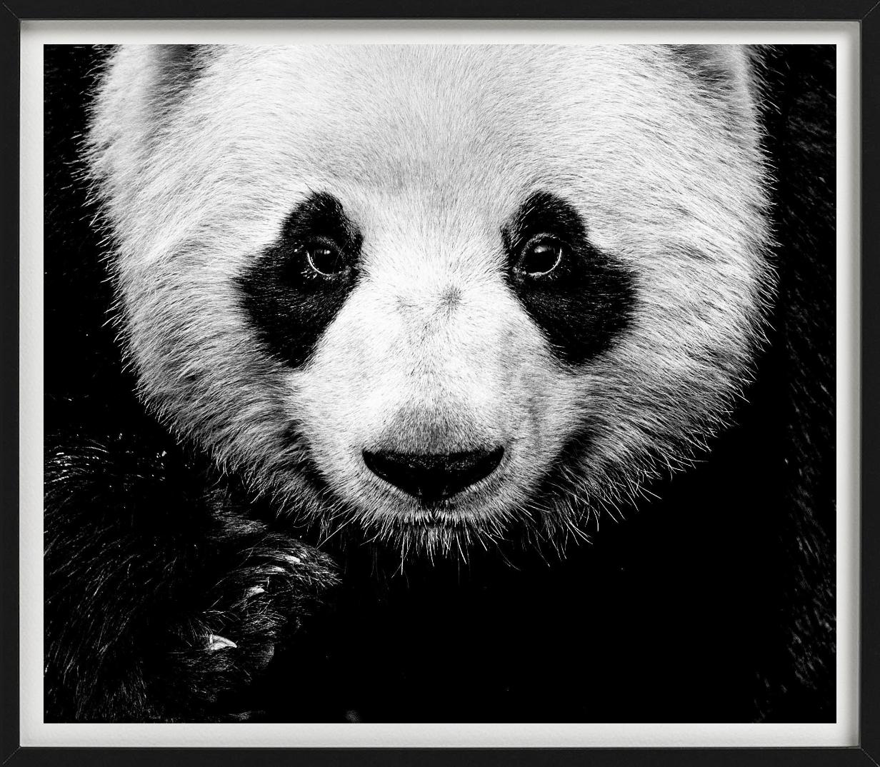Kung Fu Panda, a close-up Portrait of a panda, black and white photography, was photographed by David Yarrow.  

All prints are limited edition. Available in multiple sizes. High-end framing on request.

All prints are done and signed by the artist.