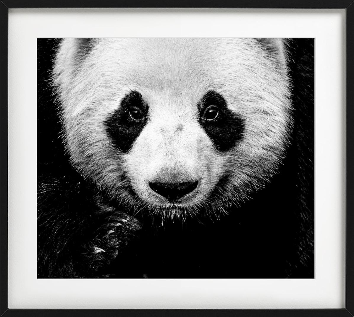 Kung Fu Panda - Close Up Portrait of A Panda, Fine Art Photography For Sale 1