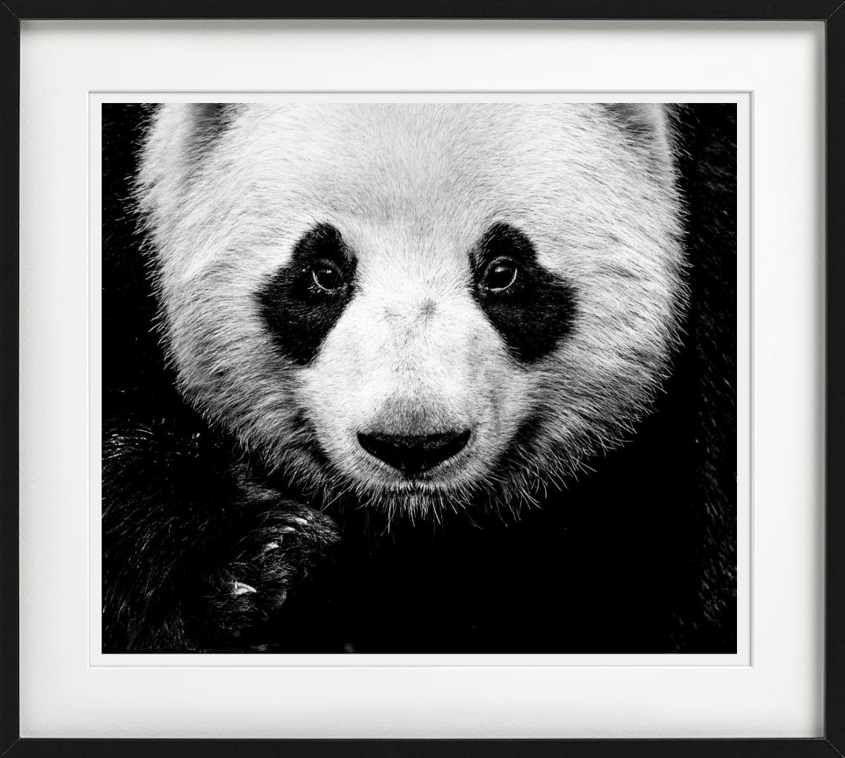 Kung Fu Panda - Close Up Portrait of A Panda, Fine Art Photography For Sale 2