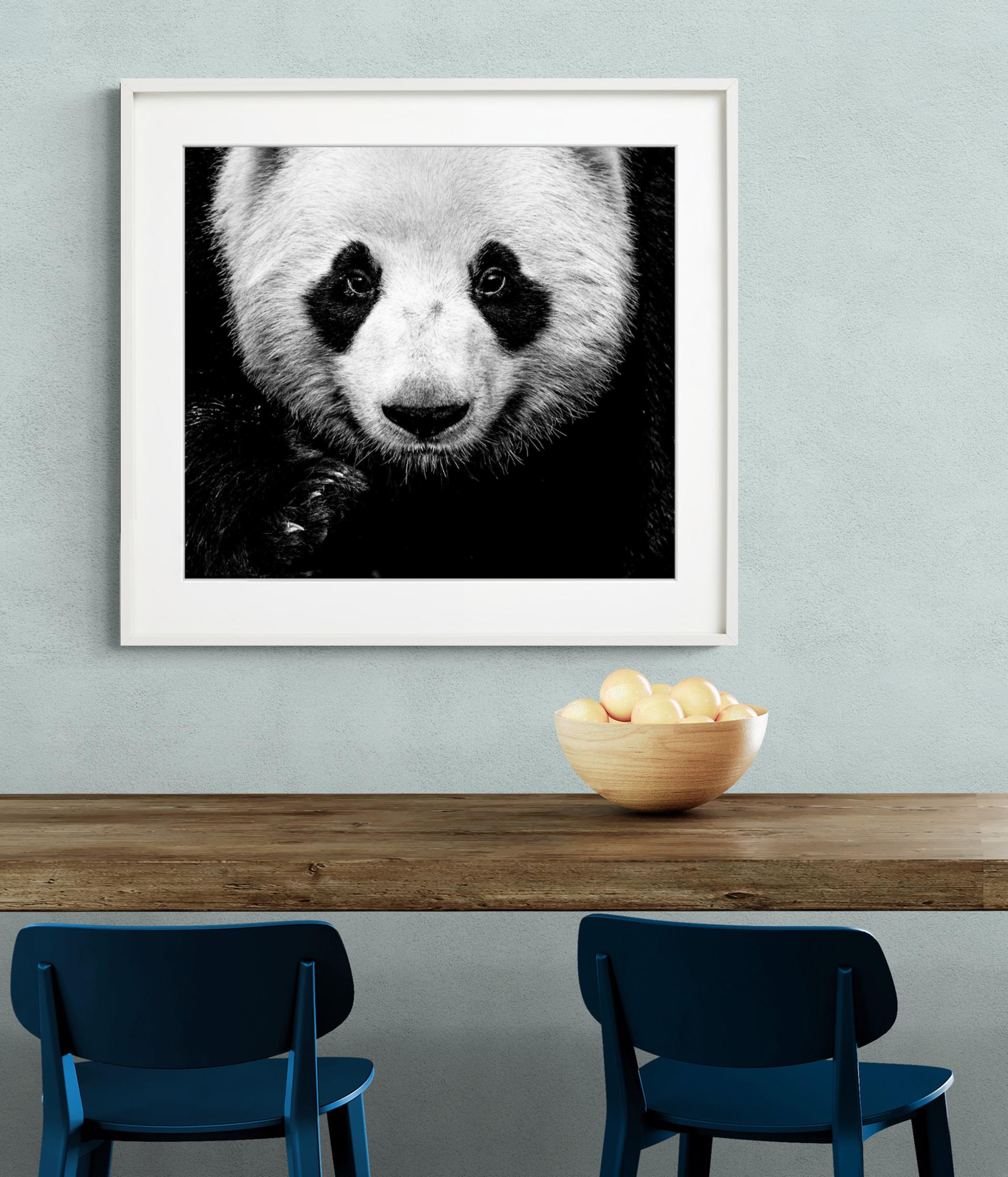 Kung Fu Panda - Close Up Portrait of A Panda, Fine Art Photography For Sale 3