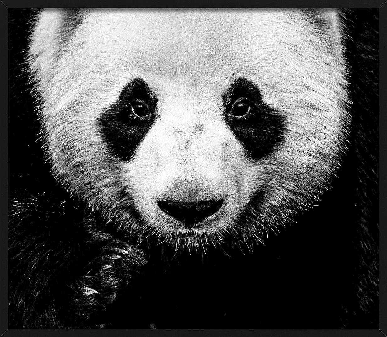Kung Fu Panda - Close Up Portrait of A Panda, Fine Art Photography For Sale 4