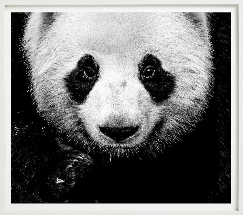Kung Fu Panda - Close Up Portrait of A Panda, Fine Art Photography For Sale 5