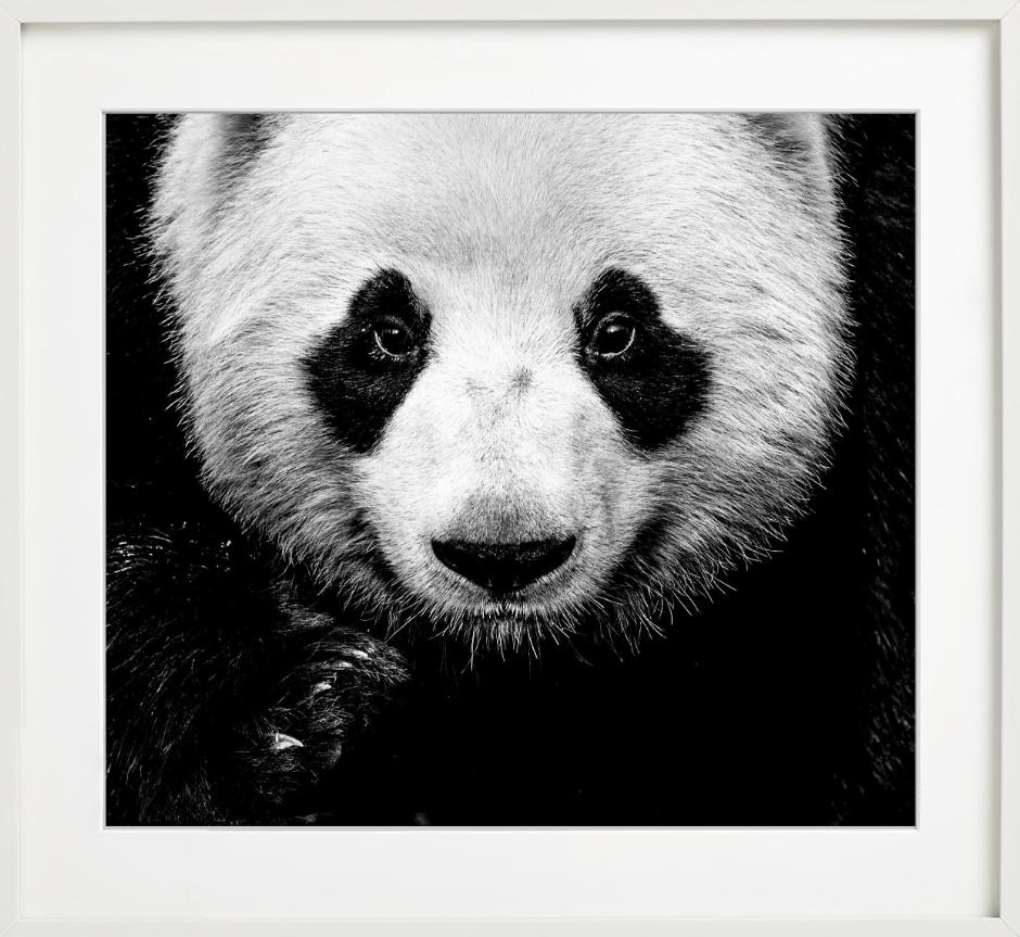 Kung Fu Panda - Close Up Portrait of A Panda, Fine Art Photography For Sale 6