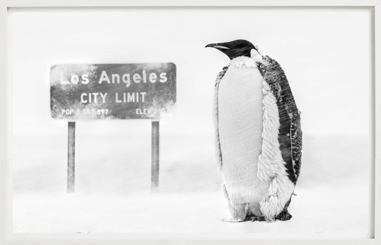 LA Baby – Penguin in einem Schneestorm mit LA-Schild, Kunstfotografie, 2022 (Grau), Black and White Photograph, von David Yarrow