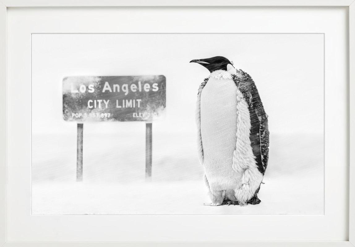 Pinguin in einem Schneesturm neben einem Schild 