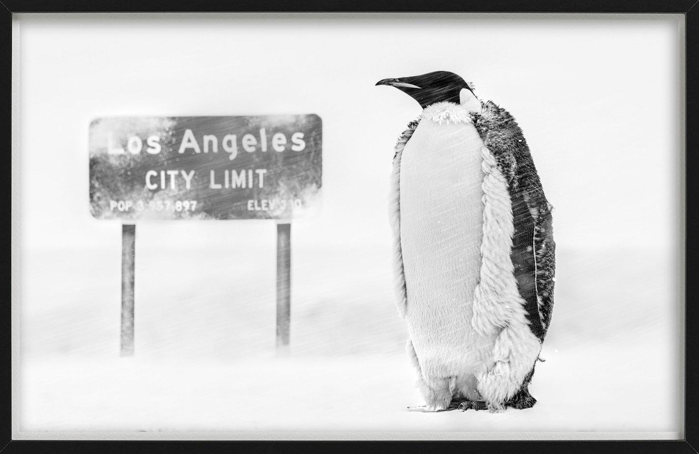 LA Baby – Penguin in einem Schneestorm mit LA-Schild, Kunstfotografie, 2022 im Angebot 1