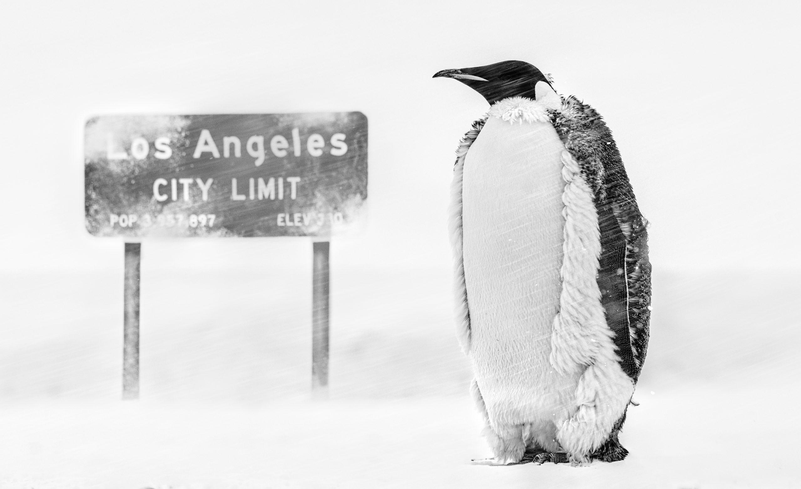 David Yarrow Black and White Photograph – LA Baby – Penguin in einem Schneestorm mit LA-Schild, Kunstfotografie, 2022