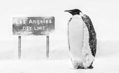 LA Baby - Penguine in a Snowstorm with LA Sign, Fine Art Photography, 2022