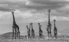 LAST ONE~Giraffe City, Kenya by David Yarrow - Contemporary Wildlife Photography
