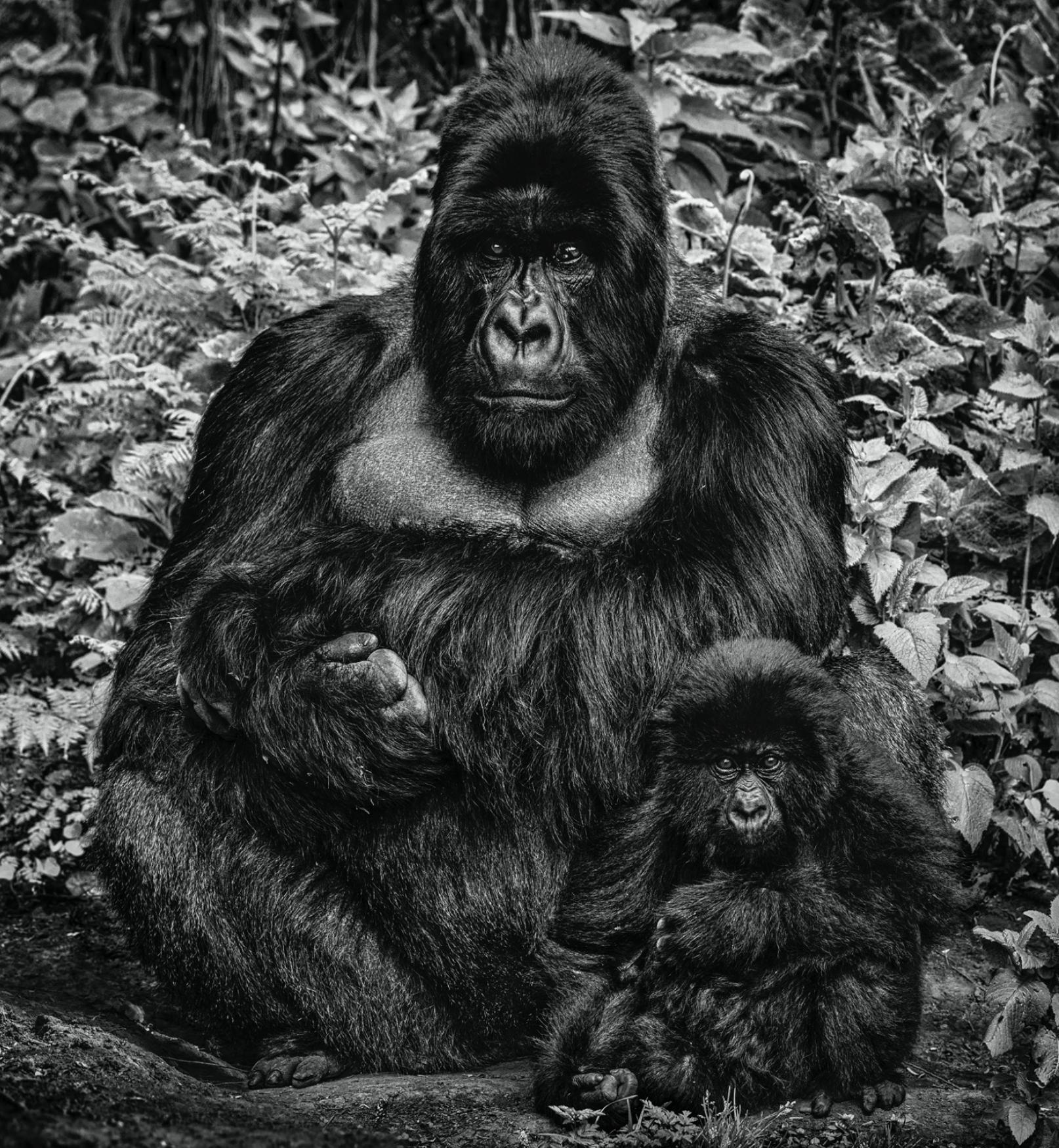 Black and White Photograph di David Yarrow - Tale padre tale figlio