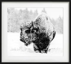 Local Hero - Bison in the Snow, Fine Art Photography