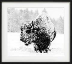 Local Hero - Bison in the Snow, Fine Art Photography