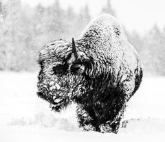 Local Hero - Bison in the Snow, Fine Art Photography