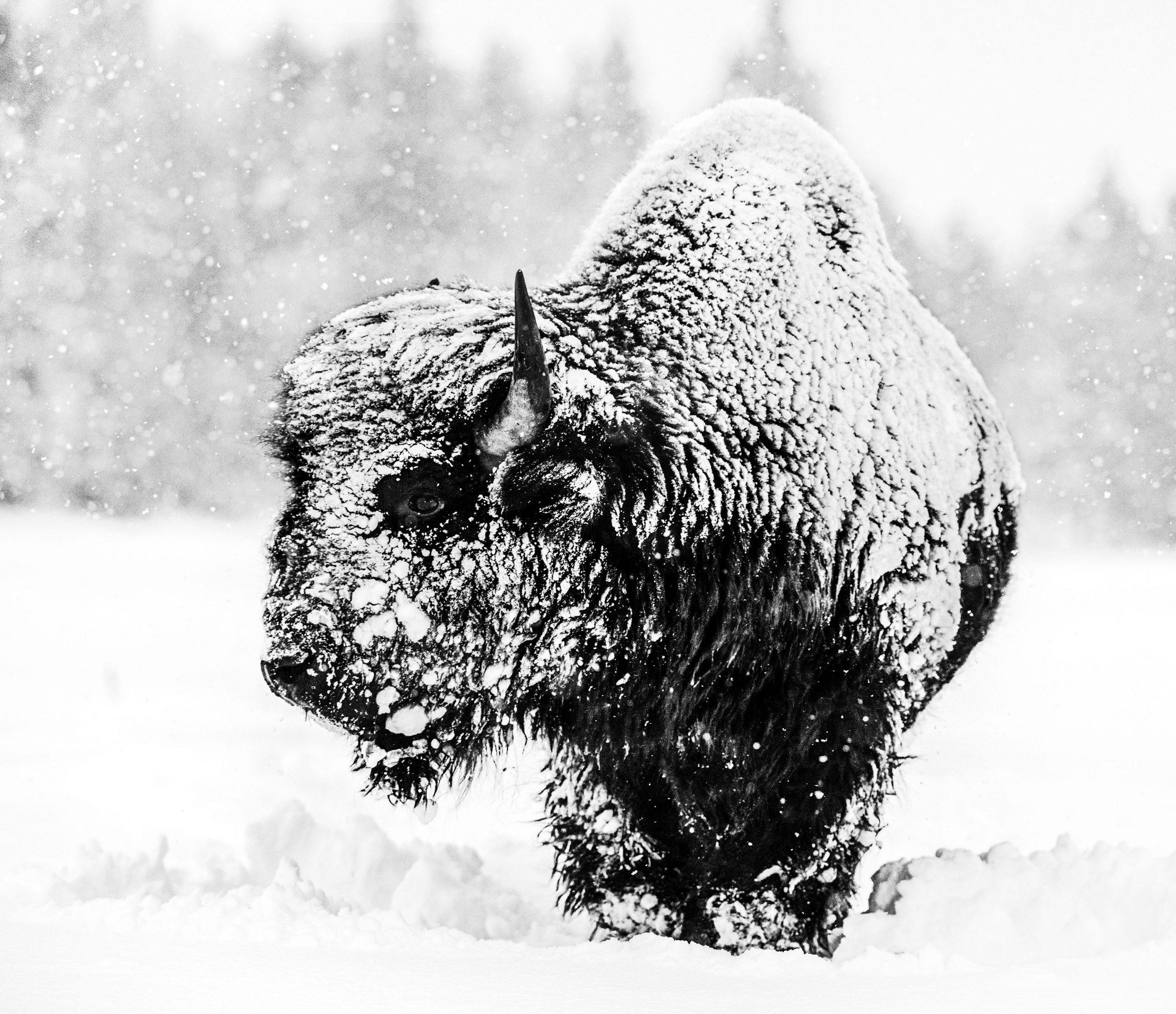 Local Hero – Bison im Schnee, Kunstfotografie