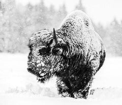 Local Hero, Yellowstone National Park by David Yarrow - Bison