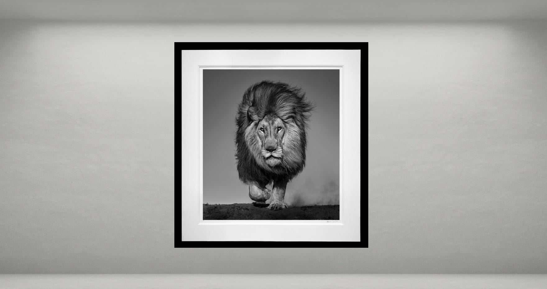 Verschlossen und geflochten, Südafrika von David Yarrow – Wildtierfotografie – Löwe im Angebot 1